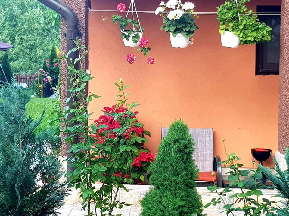 Casa Alex Hotel Sărata-Monteoru Exterior foto